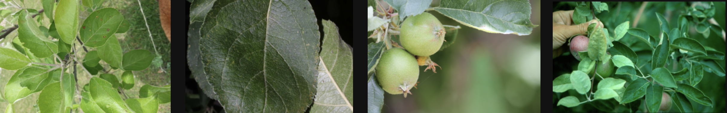 healthy-or-diseased-apple-leaves